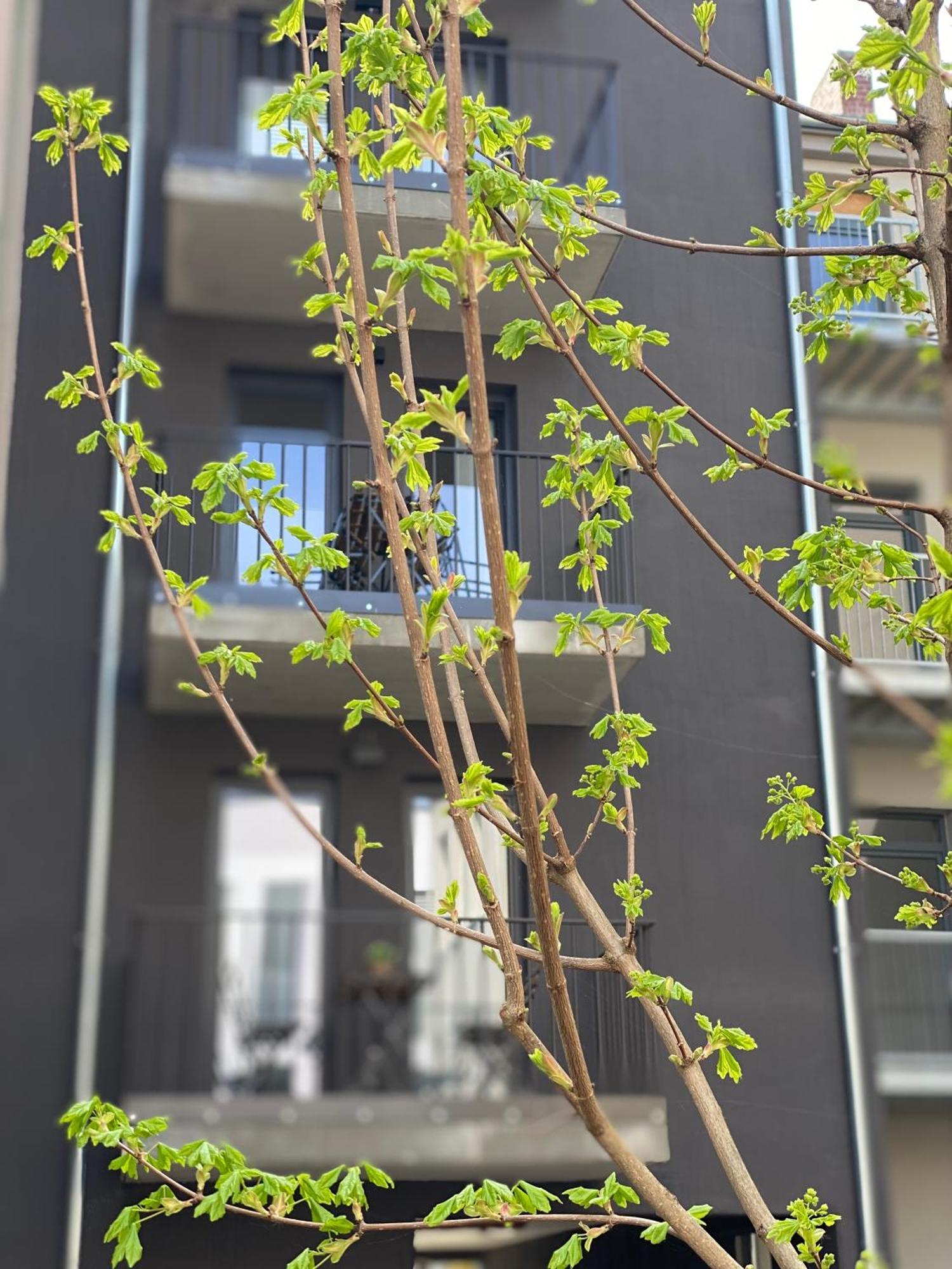 Eiwelhome - Stilvoll, Urban-Ruhig Schlafen, Bahnhofsnah, Balkon Erfurt Ngoại thất bức ảnh